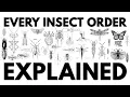 Every Insect Order Explained ASMR rainy day-no music