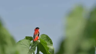 خالد محجوب  لافت الانظار دندنها