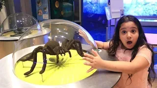 شفا خافت من العنكبوت     دندنها
