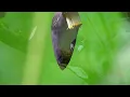 24 Hours of Bird Singing for Deep Relaxation | Soothing Nature Sounds, Nature’s Symphony