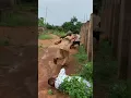 Download Lagu kasongo yeye #shorts #funny #comedy #memes