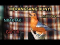 Download Lagu 100% PASTI NYAUT‼️Nraktak Ngeplong Gacor Merangsang bunyi Anis Merah BIKIN gacor dor | HW ANIS MERAH