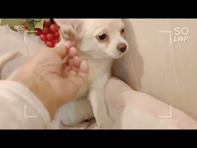 動画