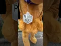 Download Lagu Who let this dog out? | #Pluto #Disney100 #Shorts