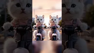 لولو تسوق البسكليت و أجمل أغاني لولو Shorts 