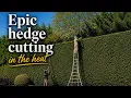 MASSIVE Conifer Hedges had Not been Cut for 2 Years