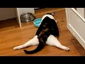 Lagu The Most DRAMATIC Cats Act Like Comedians 😂 Best Funny Cats Videos 2025