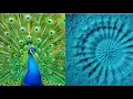 Lagu Why is Nature so Beautiful (MUST WATCH)