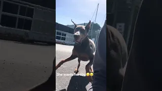 #Fyp #dream #pets #doberman