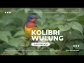 Lagu SUARA PIKAT KOLIBRI KELAPA | KOMBINASI SUARA KOLIBRI KELAPA