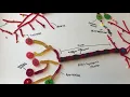 Candy Neuron AP Psychology