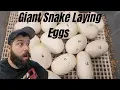 Pulling Eggs from a Giant Snake