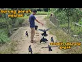 Download Lagu Ini rahasianya_burung-burung pada jinak