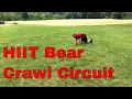 Bear Crawl HIIT Circuit Beary Sweaty Workout