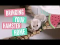 Bringing home your Hamster What to expect