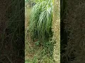 bunga serai/kembang sereh