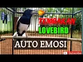 Download Lagu PANCINGAN \u0026 MASTERAN KACER TEMBAKAN LOVEBIRD SUARA JERNIH TEMBAKAN RAPAT.