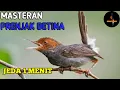 Download Lagu MASTERAN MURAI BATU || SUARA BURUNG PRENJAK BETINA JEDA 1-2 MENIT