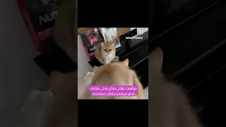 وقتی خانومی دلش میخواد و اقایی محل نمیده 