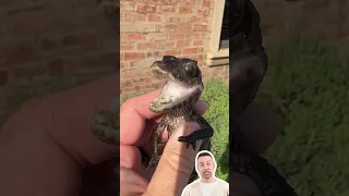 هل هذا ديناصور أم تمساح صغير 