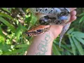 Pumpkin head Sumatran Short Tail Python