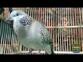 Download Lagu SUARA MANUK DERKUKU BETINA LOKAL BIRAHI MEMANGGIL JANTAN - Sangat ampuh dan cepat buat pancingan