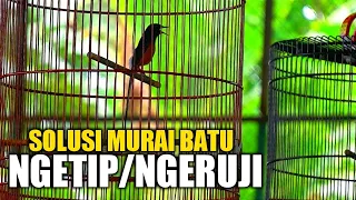 Download solusi murai batu ngeruji, nampar sangkar MP3