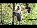 Golden Langur - Trachypithecus geei