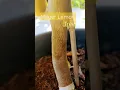 Download Lagu Nov.30 2022 Mature Meyer Lemon trees already producing at Pleasanton Home Depot Nursery