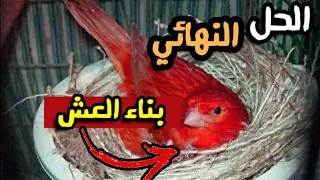 كيف تجعل أنثى الكناري تبني العش دندنها