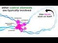 Regulation of Gene Expression Operons Epigenetics and Transcription Factors