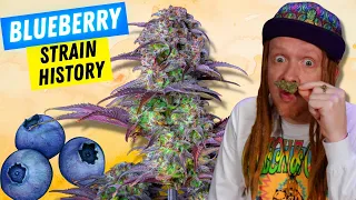 Download The Legendary Origins Of Blueberry Weed MP3
