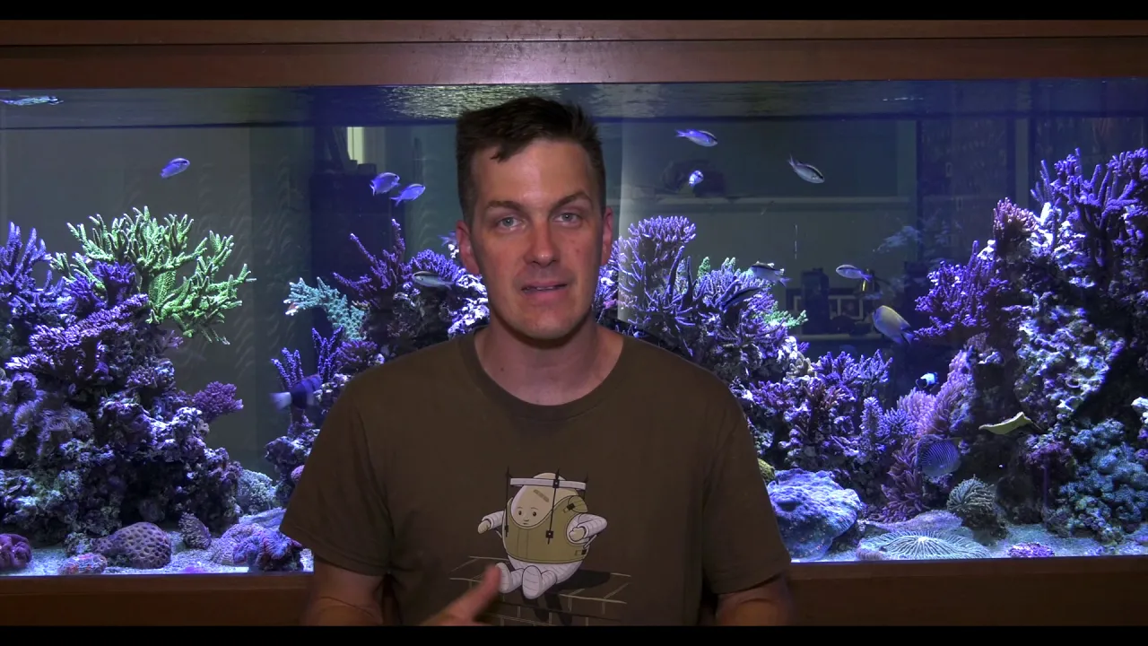 Mr. Saltwater Tank — 450-Gallon Mixed Reef
