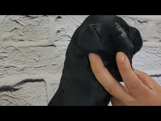 動画