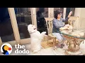 Lagu Dog's Favorite Teddy Bear Needs Emergency Surgery | The Dodo