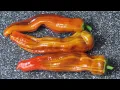 Midwest Candy Sticks Pepper - An Ornamental Great Tasting Pepper