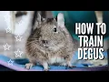 Download Lagu TRAINING MY DEGUS 🐁🌎 (adorable degu agility!!)
