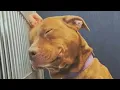 Download Lagu Dog goes on a date every weekend. Then he goes back to the shelter.