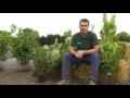 All you need to know about Laurel Hedging Plants - Hopes Grove Nurseries