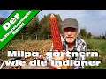 Lagu Milpa, gärtnern wie die Indianer. Die Ernte.