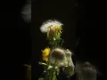 Audioreactive Playhead No3 -