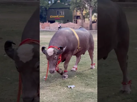Kesa lag raha hai ?…..#shorts #cow #bakra #eid