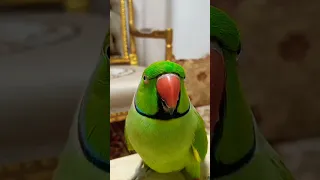 ببغاء يتكلم 