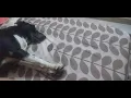 2 types of dog. one dog sleeps on comfortable soft  bed . other dog sleeps on just floor