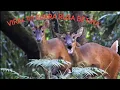 Download Lagu SUARA PIKAT RUSA BETINA MEMANGGIL PEJANTAN