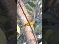 Download Lagu Grey-headed Canary-flycatcher | ចាបសុីរុយលឿងក្បាលប្រផេះ#shorts#wildlife#bird#
