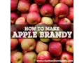 Download Lagu APPLE BRANDY