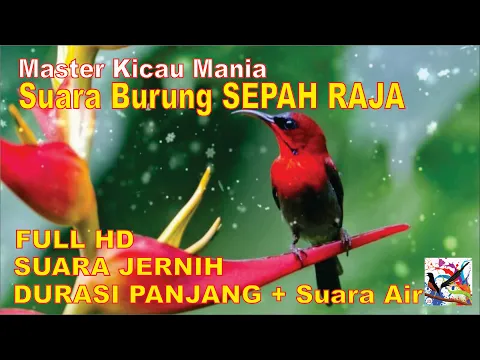 Download MP3 Masteran Murai, Suara Burung SEPAH RAJA Durasi Panjang + Terapi Suara Air Mengalir...FULL HD...!!!