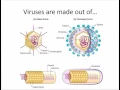 Chapter 5 Intro to Virus Structure