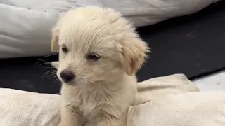 A Man Saved This Puppy From Traffic, and He Turned Into a Little Foodie